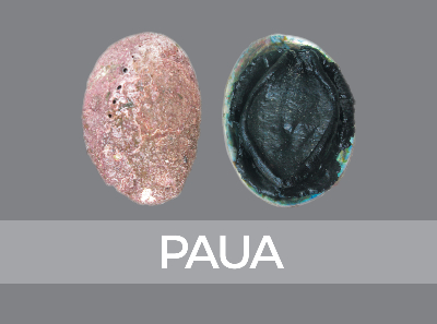 paua-species-id